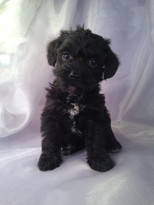 Female schnoodle Puppy for sale #15 Born 3-1-13|Black puppies for sale in Iowa|Breeders
